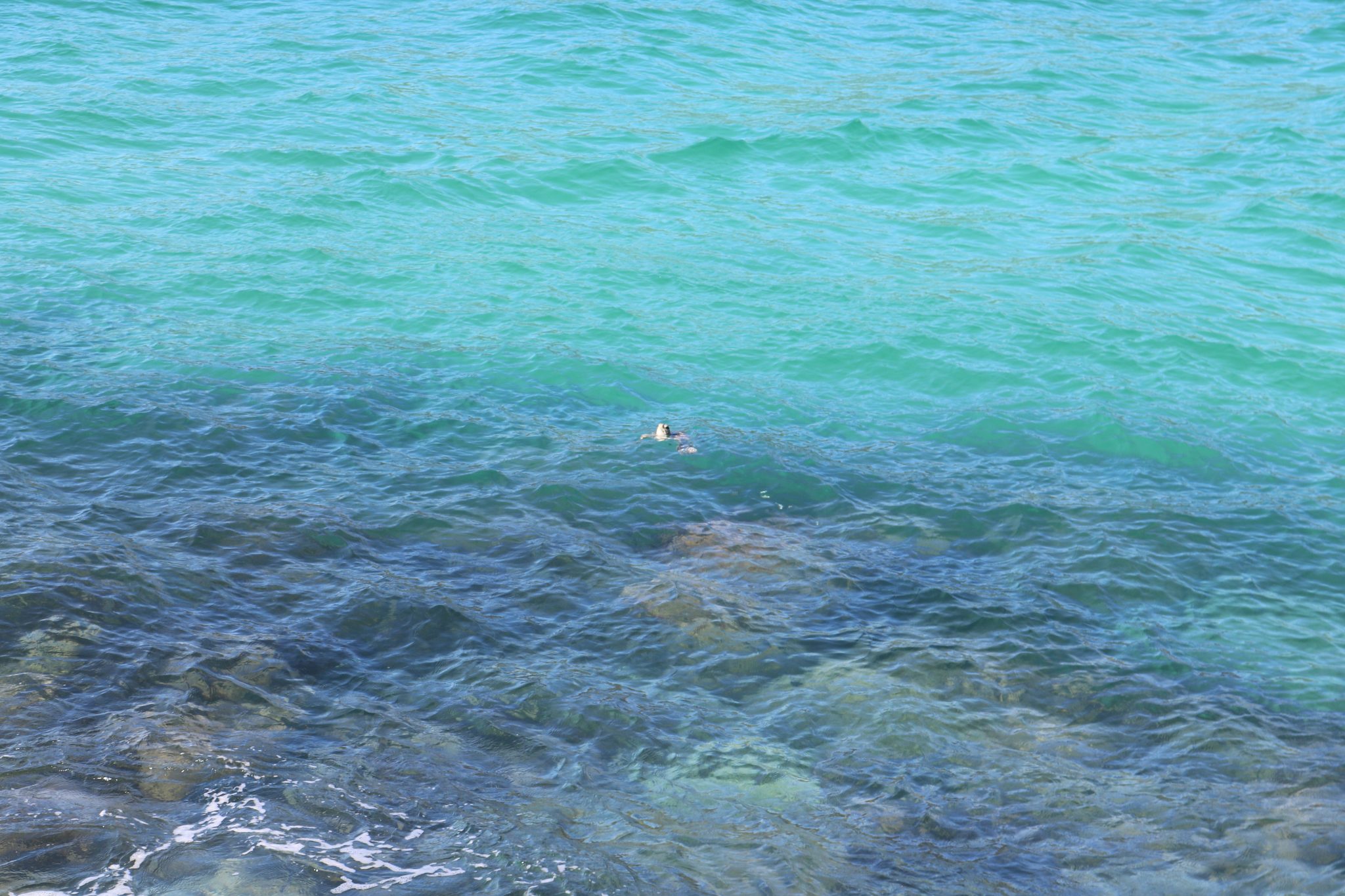tartarugas-praia-arraial-do-cabo